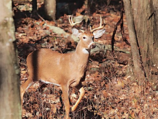 Lori Deiter LD3202 - LD3202 - Deer on Alert - 16x12 Deer, Forest, Photography, Trees, Leaves, Fall, Wildlife from Penny Lane