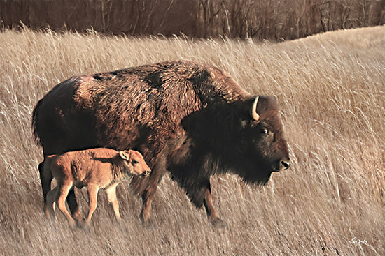 Lori Deiter LD3323 - LD3323 - Bison Mom and Baby - 18x12 Buffalo and Calf, Photography, Sideview, Grass, Landscape from Penny Lane