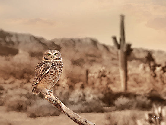 Lori Deiter LD3336 - LD3336 - Desert Owl   - 16x12 Desert, Owl, Photography, Landscape, Western, Bird, Cactus, Closeup from Penny Lane