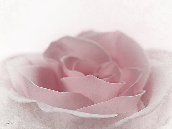 Lori Deiter LD3356 - LD3356 - Romantic Rose II - 16x12 Flower, Pink Flower, Rose, Photography from Penny Lane