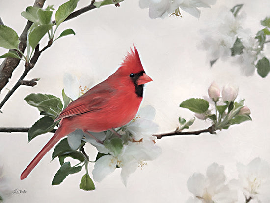 Lori Deiter LD3358 - LD3358 - Spring Cardinal - 16x12 Cardinal, Flowering Tree, Tree, Spring, White Flowering Tree from Penny Lane
