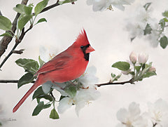 LD3358 - Spring Cardinal - 16x12