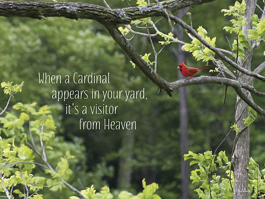 Lori Deiter LD715B - Visitor from Heaven - Cardinal, Trees, Heaven, Encouraging from Penny Lane Publishing