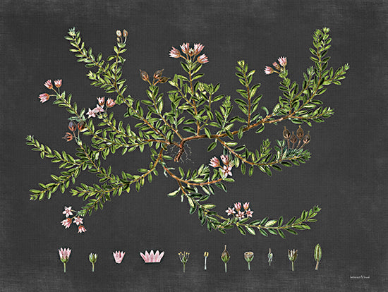 lettered & lined LET468 - LET468 - Alpine Azalea - 16x12 Alpine Azalea, Flowers, Pink Flowers, Shrub, Black Background from Penny Lane