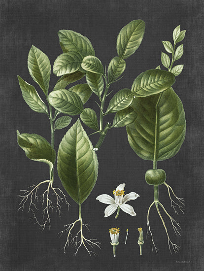 lettered & lined LET475 - LET475 - Citrus Botanical - 12x16 Citrus Botanical, Green Leaves, White Flower, Flowers, Black Background from Penny Lane