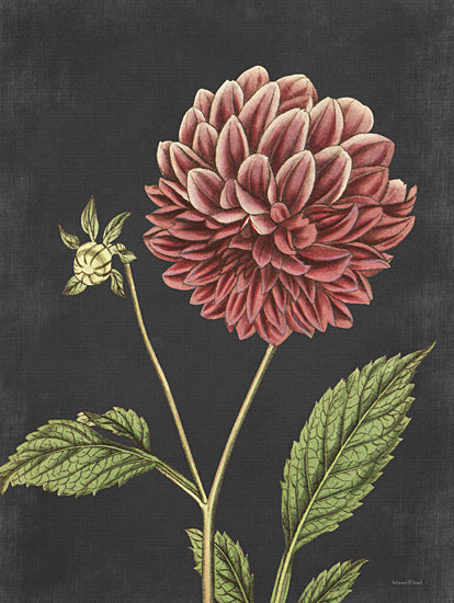 lettered & lined LET476 - LET476 - Dahlia - 12x16 Dahlia, Red Flower, Flowers, Black Background from Penny Lane