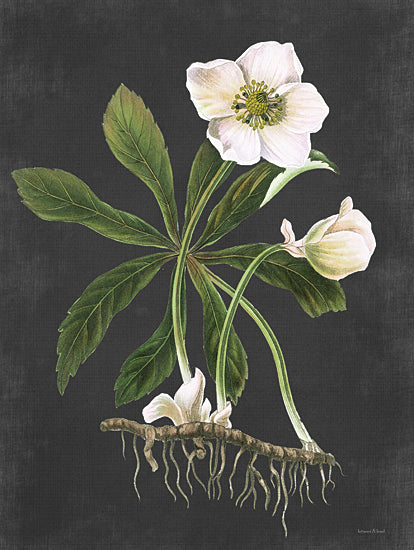 lettered & lined LET479 - LET479 - Hellebore - 12x16 Hellebore, Flowers, White Flowers, Plant Roots, Black Background from Penny Lane