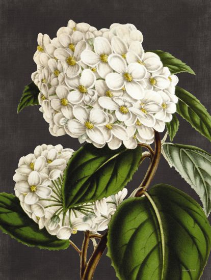 lettered & lined Licensing LET480LIC - LET480LIC - Hydrangea - 0  from Penny Lane