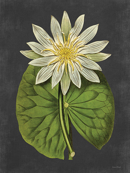 lettered & lined LET482 - LET482 - Lily - 12x16 Lily, Lily Pad, Coastal, Plant, Black Background from Penny Lane
