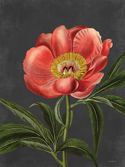 lettered & lined LET485 - LET485 - Peony - 12x16 Peony, Red Flowers, Flowers, Black Background from Penny Lane
