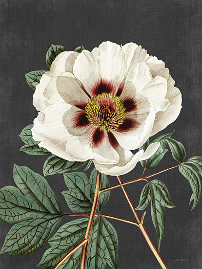 lettered & lined LET487 - LET487 - Vintage Rose - 12x16 Vintage Rose, Roses, White Rose, Flowers, Black Background from Penny Lane