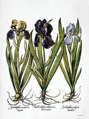 LET544 - Iris Botanical I - 12x16