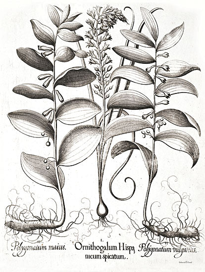 lettered & lined LET553 - LET553 - Ornithogalum Botanical - 12x16 Ornithogalum, Plants, Botanical, Sketch from Penny Lane