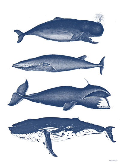 lettered & lined LET564 - LET564 - Whales - 12x16 Whales, Different Types of Whales, Coastal, Blue & White, Aquatic Animals from Penny Lane