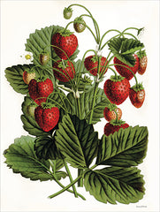 LET790 - Strawberry Study IV - 12x16