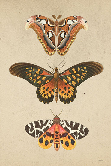 Lux + Me Designs Licensing LUX778LIC - LUX778LIC - Butterfly and Moths - 0  from Penny Lane