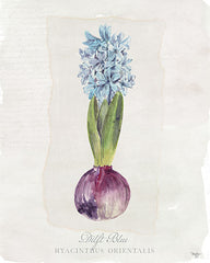 MOL2140 - Hyacinthus Orientalis I - 12x16