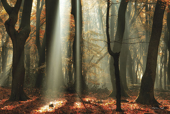Martin Podt MPP140 - Beam Me Up - Sun Beams, Trees, Forest from Penny Lane Publishing
