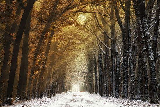 Martin Podt MPP154 - Autumn to Winter - Trees, Snow, Forest, Sun from Penny Lane Publishing