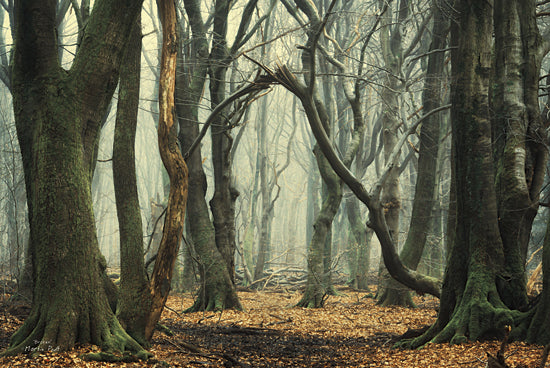Martin Podt MPP207 - Broken - Trees, Landscape, Leaves, Forest from Penny Lane Publishing