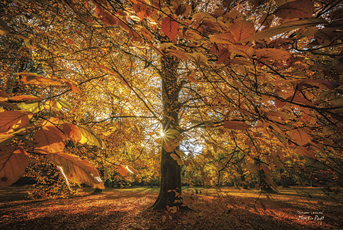 Martin Podt MPP263 - Autumn Leaves - Tree, Autumn, Landscape, Nature, Photography, Trees, Path, Fall from Penny Lane Publishing