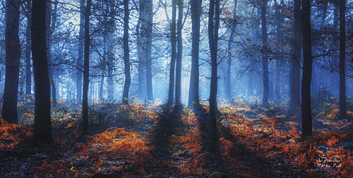 Martin Podt MPP276 - Out of the Blue - Tree, Path, Trees, Landscape, Nature, Photography from Penny Lane Publishing