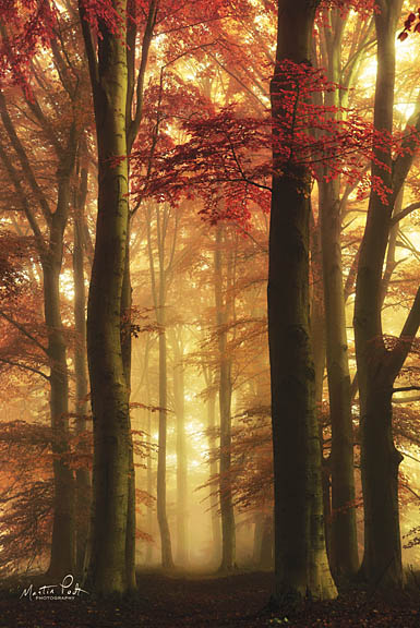 Martin Podt MPP358 - Tall Timbers in Red - Trees, Forest, Sun from Penny Lane Publishing