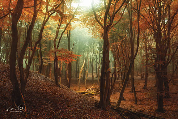 Martin Podt MPP360 - Fallen - Trees, Forest, Sun from Penny Lane Publishing