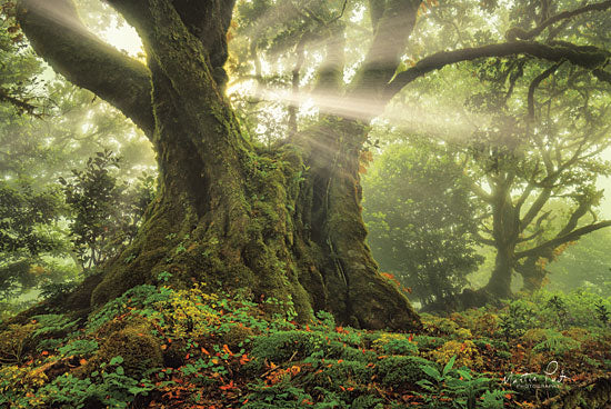 Martin Podt MPP479 - MPP479 - One-Two Tree   - 18x12 Photography, Sun Rays, Trees, Forest from Penny Lane