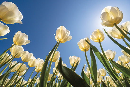 Martin Podt MPP583 - MPP583 - Look Up in White      - 18x12 Photography, Flowers from Penny Lane