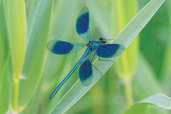 MPP594 - Damselfly in Blue - 18x12