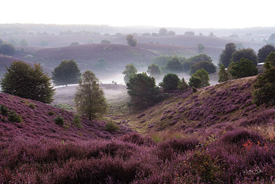 Martin Podt MPP607 - MPP607 - Oh Yeah - 18x12 Photography, Landscape, Flowers, Trees, Fog, Rolling Hills from Penny Lane