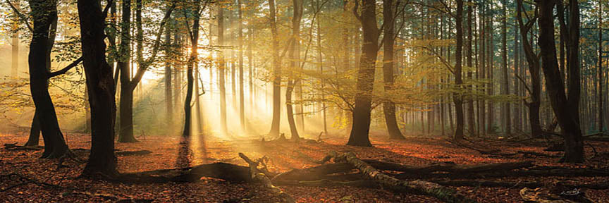 Martin Podt MPP634A - MPP634A - Speulderbos Panorama - 36x12 Photography, Light Rays, Landscape, Trees, from Penny Lane