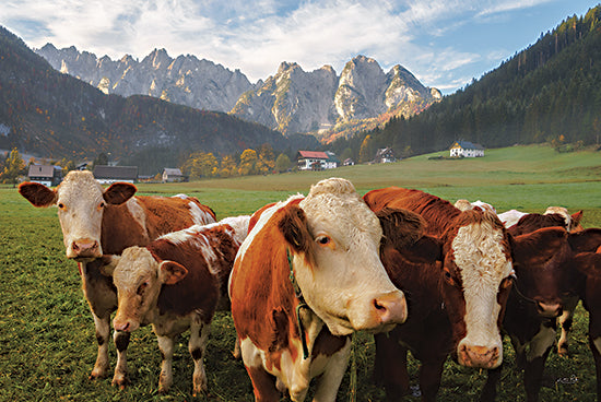 Martin Podt MPP648 - MPP648 - Austrian Cows - 18x12 Cows, Austrian Cows, Pasture, Mountains, Photography from Penny Lane