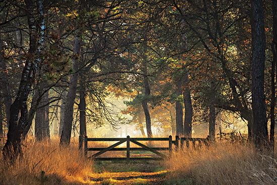 Martin Podt MPP661 - MPP661 - The Gate - 18x12 Trees, Forest, Gate, Fence, Photography from Penny Lane