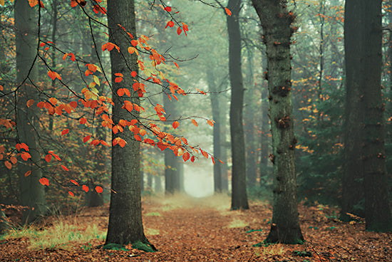 Martin Podt MPP664 - MPP664 - Focus On What Your Want - 18x12 Trees, Forest, Path, Autumn, Leaves, Photography from Penny Lane