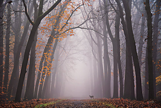 Martin Podt MPP671 - MPP671 - Deer in the Fog - 18x12 Trees, Deer, Autumn, Foggy, Leaves from Penny Lane