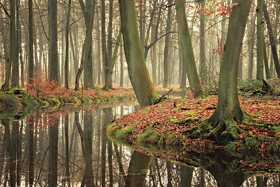 Martin Podt MPP675 - MPP675 - Rising Hope - 18x12 Trees, River, Leaves, Photography from Penny Lane