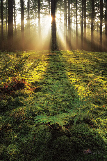 Martin Podt MPP679 - MPP679 - Ferns in the Morning Light - 12x18 Trees, Sunlight, Nature, Landscape, Photography, Ferns, Morning  from Penny Lane