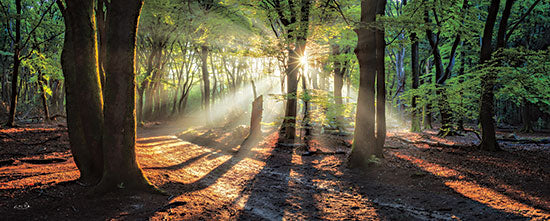 Martin Podt MPP686A - MPP686A - Sun Rays in the Forest I - 36x12 Trees, Forest, Sun Rays, Sunlight, Photography, Nature, Landscape from Penny Lane