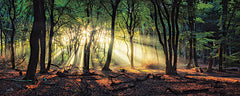 MPP687A - Sun Rays in the Forest II - 36x12