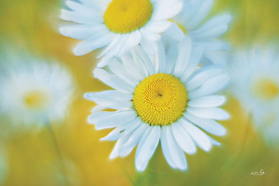 Martin Podt MPP700 - MPP700 - Daisies - 18x12 Daisies, Flowers, Field of Daisies, Photography, Flowers from Penny Lane
