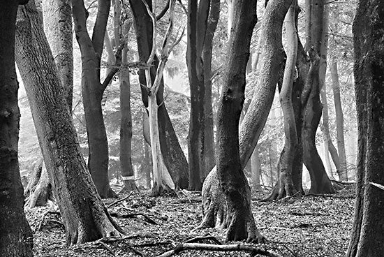 Martin Podt MPP728 - MPP728 - Dance With Me - 18x12 Landscape, Trees, Photography, Black & White from Penny Lane