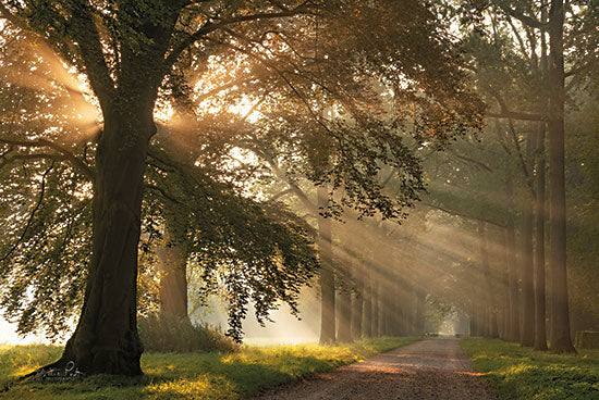 Martin Podt MPP743 - MPP743 - First day of Autumn - 18x12 Photography, Forest, Trees, Sunlight, Road, Path, Landscape, Nature, First Day of Autumn from Penny Lane