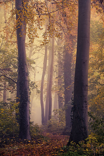 Martin Podt MPP748 - MPP748 - The Dutch Jungle - 12x18 Landscape, Trees, Forest, Photography, Path, Sunlight, The Dutch Jungle, Nature from Penny Lane