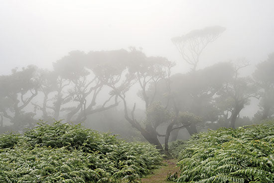 Martin Podt MPP752 - MPP752 - Trees and Ferns - 18x12 Landscape, Trees, Ferns, Paths, Fog, Photography, Nature from Penny Lane