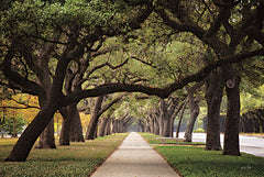 MPP754 - Alley of Live Oaks - 18x12