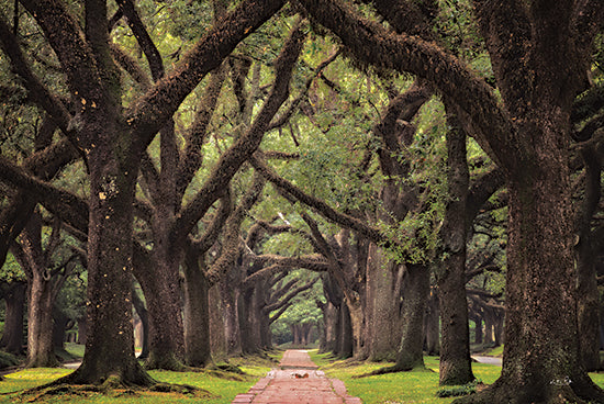 Martin Podt MPP755 - MPP755 - Lane of Oaks - 18x12 Photography, Trees, Forest, Path, Oak Trees, Landscape from Penny Lane