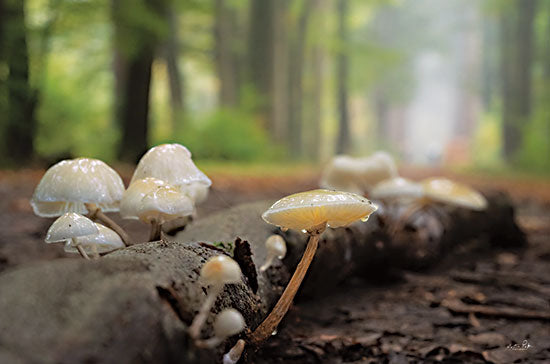 Martin Podt MPP769 - MPP769 - Mushroom Morning - 18x12 Landscape, Mushrooms, Trees, Woods, Photography, Nature from Penny Lane