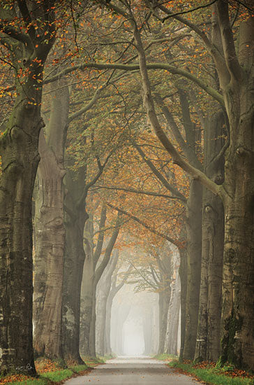 Martin Podt MPP775 - MPP775 - Beech Lined Road    - 12x18 Photography, Trees, Road, Path, Leaves from Penny Lane